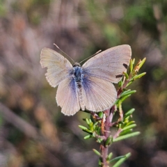 Zizina otis (Common Grass-Blue) at Bombay, NSW - 31 Mar 2024 by MatthewFrawley