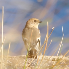 Petroica phoenicea (Flame Robin) at Molonglo River Reserve - 30 Mar 2024 by JimL