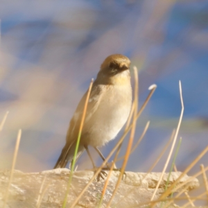 Petroica phoenicea at Kama - 31 Mar 2024 09:31 AM