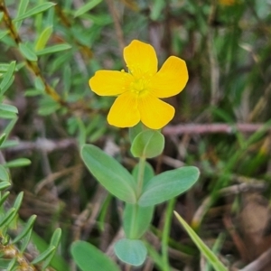 Hypericum gramineum at QPRC LGA - 31 Mar 2024 11:52 AM