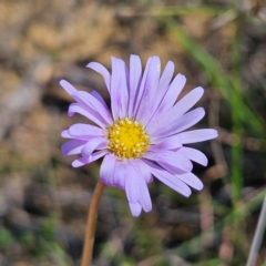 Brachyscome spathulata (Coarse Daisy, Spoon-leaved Daisy) at Bombay, NSW - 31 Mar 2024 by MatthewFrawley