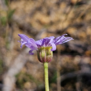 Brachyscome spathulata at QPRC LGA - 31 Mar 2024 12:00 PM