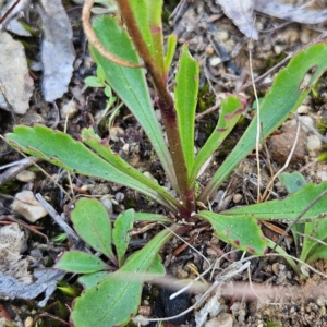 Brachyscome spathulata at QPRC LGA - 31 Mar 2024