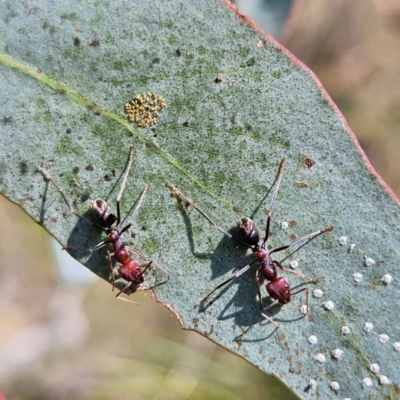 Iridomyrmex purpureus (Meat Ant) at Bombay, NSW - 31 Mar 2024 by MatthewFrawley
