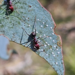 Iridomyrmex purpureus at QPRC LGA - 31 Mar 2024