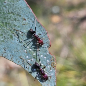 Iridomyrmex purpureus at QPRC LGA - 31 Mar 2024