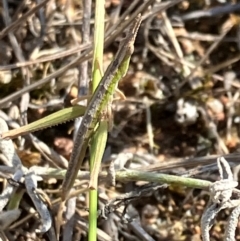 Keyacris scurra (Key's Matchstick Grasshopper) at Hall, ACT - 31 Mar 2024 by strigo