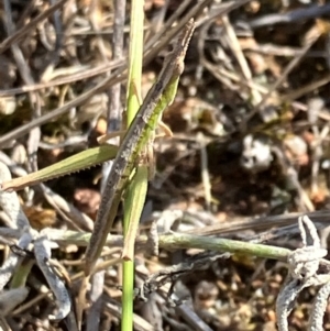 Keyacris scurra at Hall, ACT - 31 Mar 2024 12:37 PM