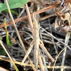 Keyacris scurra at Hall, ACT - 31 Mar 2024 12:37 PM