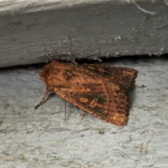 Dasygaster padockina (Tasmanian Cutworm) at Captains Flat, NSW - 31 Mar 2024 by Csteele4