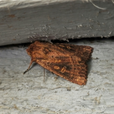 Dasygaster padockina (Tasmanian Cutworm) at QPRC LGA - 31 Mar 2024 by Csteele4