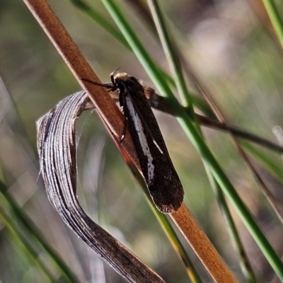 Philobota argotoxa at Bombay, NSW - 31 Mar 2024 by MatthewFrawley