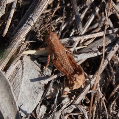 Phaulacridium vittatum (Wingless Grasshopper) at Hall, ACT - 31 Mar 2024 by Anna123