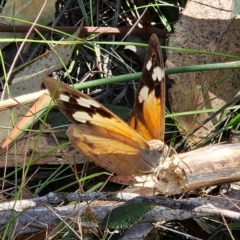 Heteronympha merope (Common Brown Butterfly) at Bombay, NSW - 31 Mar 2024 by MatthewFrawley