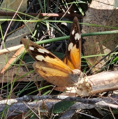 Heteronympha merope (Common Brown Butterfly) at Bombay, NSW - 31 Mar 2024 by MatthewFrawley