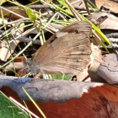 Heteronympha merope at QPRC LGA - 31 Mar 2024 12:27 PM