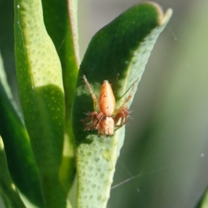 Oxyopidae (family) at Hall, ACT - 29 Mar 2024