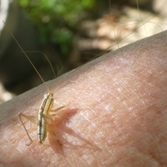 Conocephalus semivittatus (Meadow katydid) at Mongarlowe River - 29 Mar 2024 by arjay