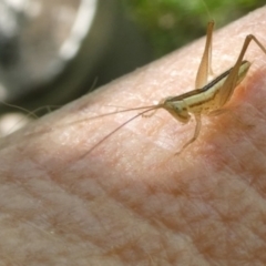 Conocephalus semivittatus at QPRC LGA - 30 Mar 2024