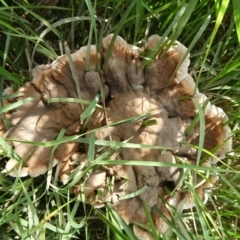 Sanguinoderma rude (Red-staining Stalked Polypore) at Mongarlowe River - 29 Mar 2024 by arjay