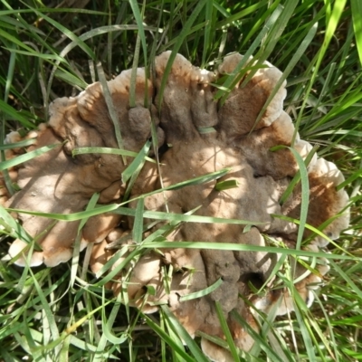 Sanguinoderma rude (Red-staining Stalked Polypore) at Mongarlowe River - 29 Mar 2024 by arjay