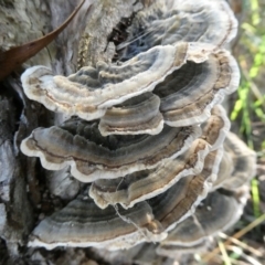 Trametes versicolor (Turkey Tail) at Mongarlowe River - 19 Mar 2024 by arjay