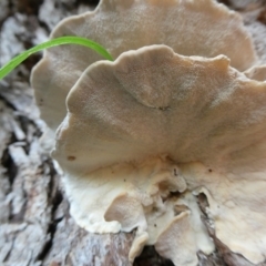 Trametes versicolor at QPRC LGA - suppressed