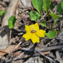 Goodenia hederacea subsp. hederacea (Ivy Goodenia, Forest Goodenia) at Bombay, NSW - 31 Mar 2024 by MatthewFrawley