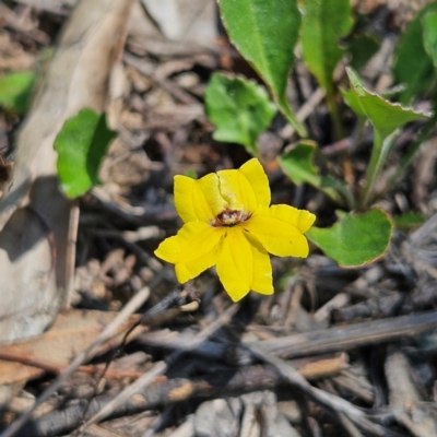 Goodenia hederacea subsp. hederacea (Ivy Goodenia, Forest Goodenia) at QPRC LGA - 31 Mar 2024 by MatthewFrawley