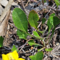 Goodenia hederacea subsp. hederacea at QPRC LGA - 31 Mar 2024 12:34 PM