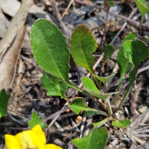 Goodenia hederacea subsp. hederacea at QPRC LGA - 31 Mar 2024