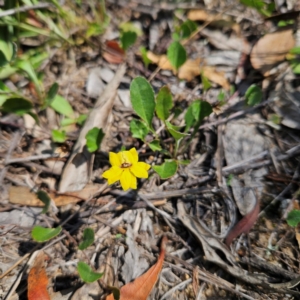 Goodenia hederacea subsp. hederacea at QPRC LGA - 31 Mar 2024 12:34 PM