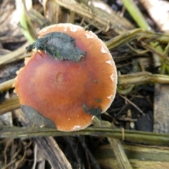 Leratiomcyes ceres (Red Woodchip Fungus) at Charleys Forest, NSW - 19 Mar 2024 by arjay