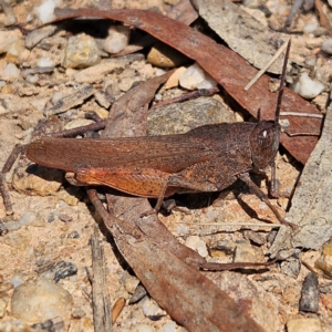 Goniaea australasiae at QPRC LGA - 31 Mar 2024