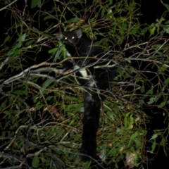 Petauroides volans (Southern Greater Glider) at Bondo State Forest - 29 Mar 2024 by Wildlifewarrior80