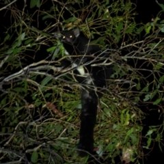 Petauroides volans (Greater Glider) at Goobarragandra, NSW - 29 Mar 2024 by brettguy80