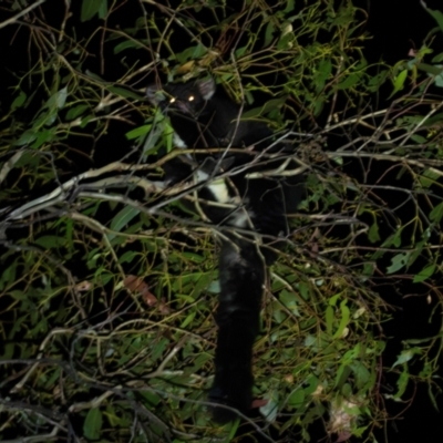 Petauroides volans (Southern Greater Glider) at Bondo State Forest - 29 Mar 2024 by brettguy80