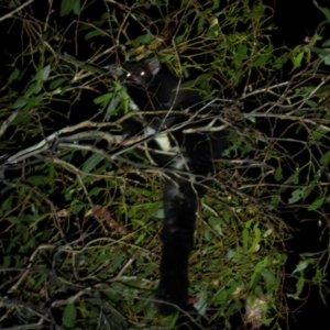 Petauroides volans at Bondo State Forest - 29 Mar 2024