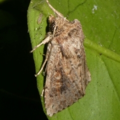 Dasygaster padockina (Tasmanian Cutworm) at Mongarlowe River - 18 Mar 2024 by arjay