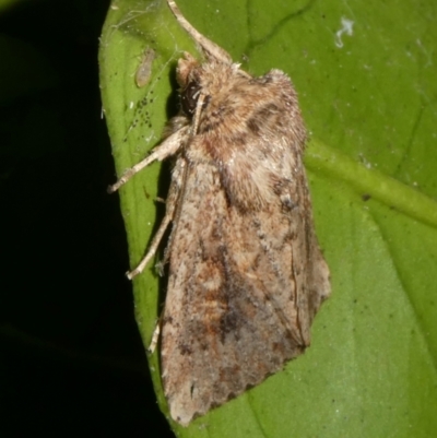 Dasygaster padockina (Tasmanian Cutworm) at Charleys Forest, NSW - 18 Mar 2024 by arjay