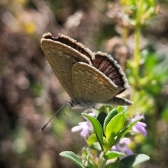 Zizina otis (Common Grass-Blue) at Braidwood, NSW - 31 Mar 2024 by MatthewFrawley