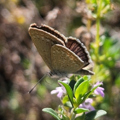 Zizina otis (Common Grass-Blue) at QPRC LGA - 31 Mar 2024 by MatthewFrawley