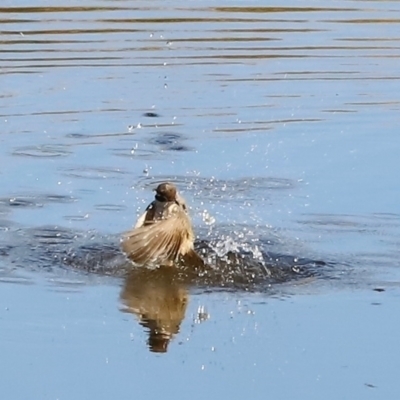 Melithreptus brevirostris (Brown-headed Honeyeater) at Molonglo River Reserve - 30 Mar 2024 by JimL