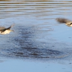 Melithreptus brevirostris at Molonglo River Reserve - 31 Mar 2024 09:29 AM