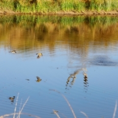 Melithreptus brevirostris at Molonglo River Reserve - 31 Mar 2024 09:29 AM