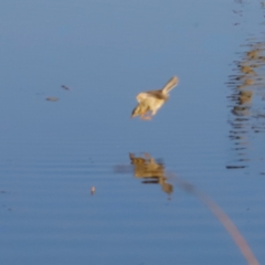 Melithreptus brevirostris at Molonglo River Reserve - 31 Mar 2024 09:29 AM