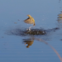 Melithreptus brevirostris at Molonglo River Reserve - 31 Mar 2024 09:29 AM