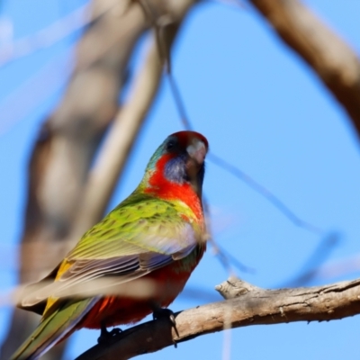 Platycercus elegans (Crimson Rosella) at Molonglo River Reserve - 30 Mar 2024 by JimL