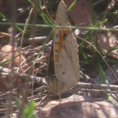 Junonia villida (Meadow Argus) at QPRC LGA - 31 Mar 2024 by MatthewFrawley