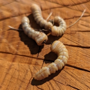 Cerambycidae (family) at suppressed - 31 Mar 2024